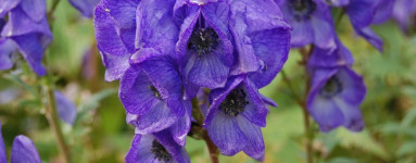 Modra preobjeda (Aconitum subgenus)